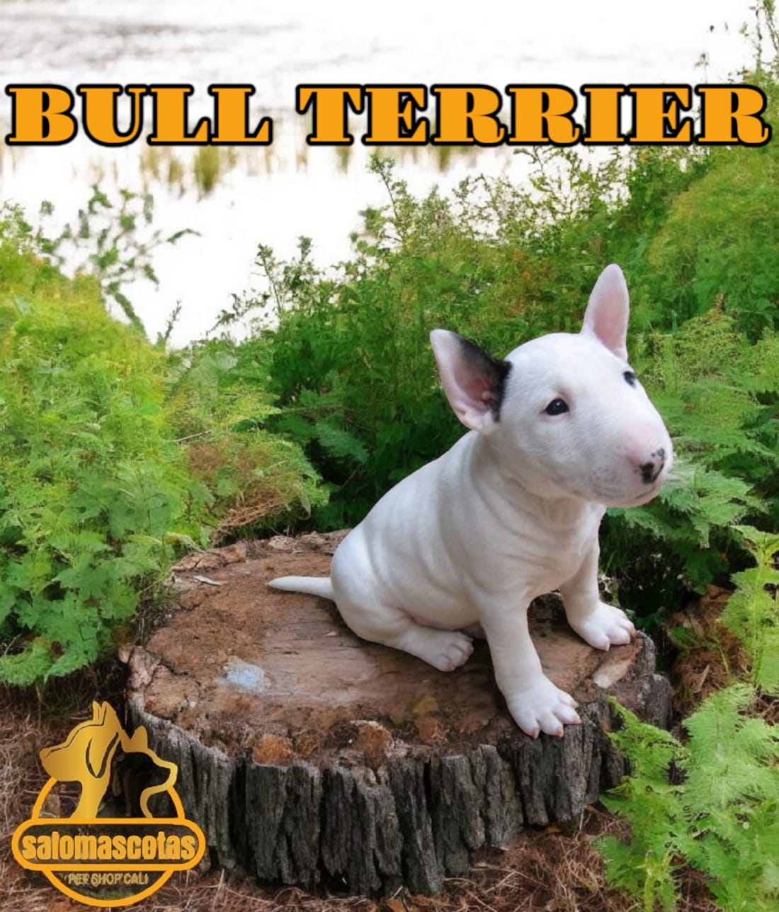 Bull Terrier