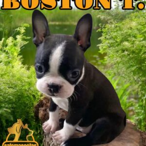 Boston Terrier