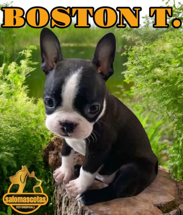 Boston Terrier