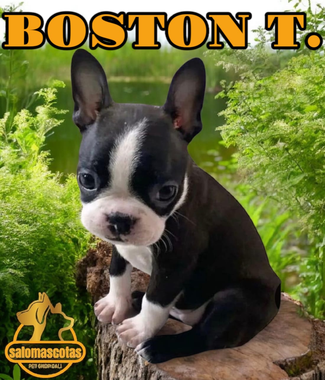 Boston Terrier