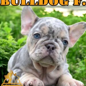 Bulldog Francés