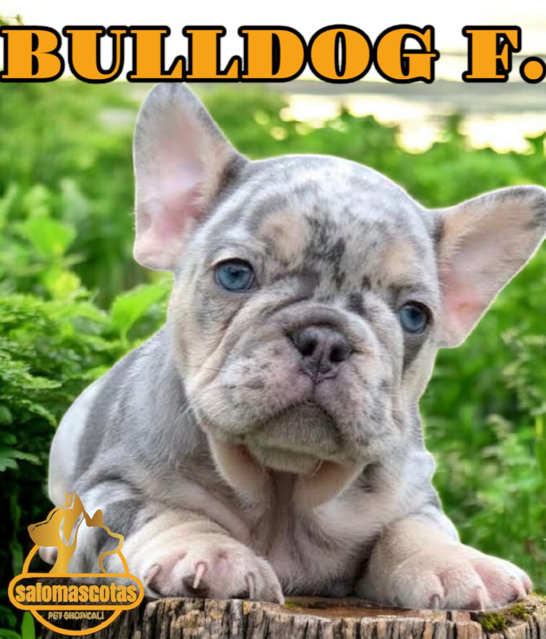 Bulldog Francés