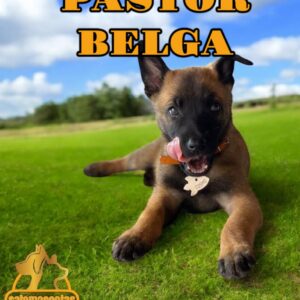 Pastor Belga