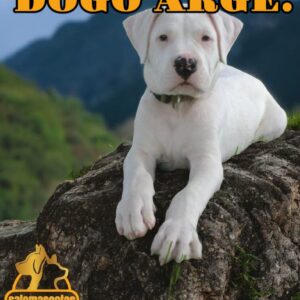 Dogo Argentino
