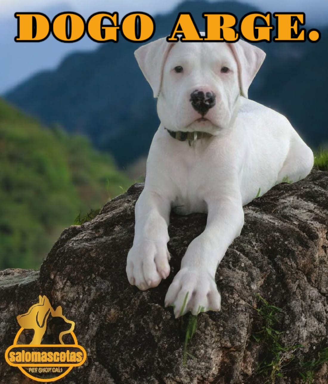 Dogo Argentino