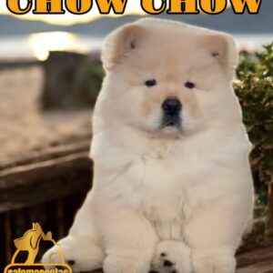 Chow Chow