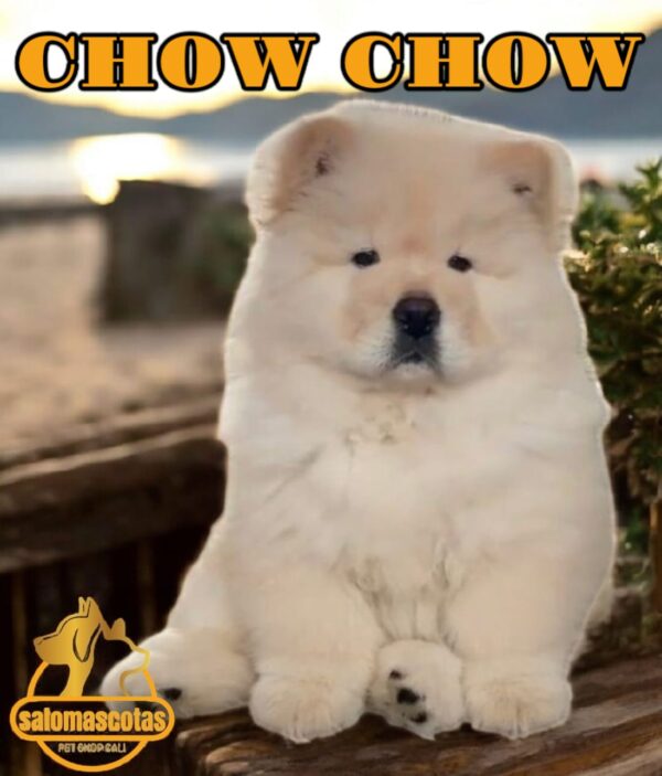 Chow Chow