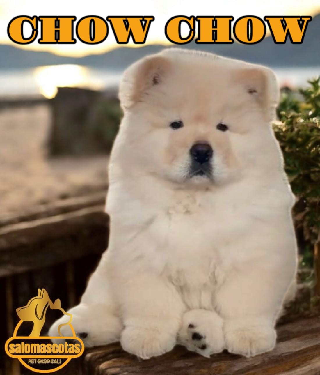 Chow Chow
