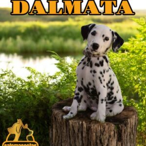 Dálmata