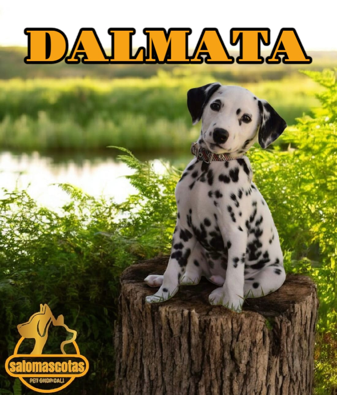 Dálmata